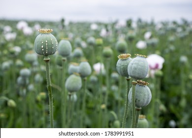 Detail of poppy head with opium latex flowing from immature macadamia (Poppy seed - Papaver somniferum), in the field of bloming poppy, illegal harvesting of narcotics