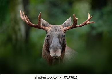 Detail Portrait Of Elk Or Moose, Alces Alces In The Dark Forest During Rainy Day. Beautiful Animal In The Nature Habitat. Wildlife Scene From Sweden.