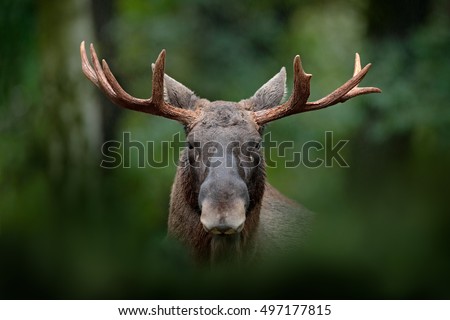 Detail portrait of elk or Moose, Alces alces in the dark forest during rainy day. Beautiful animal in the nature habitat. Wildlife scene from Sweden.