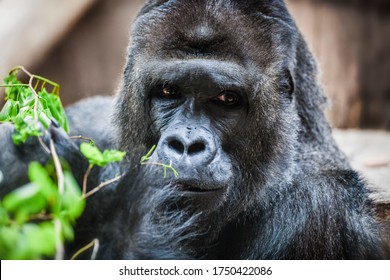 A Detail Portrait Of A Male Mountain Gorilla, Showing The Details Face Features, In Its Natural Forest Habitat. Head Close Up.