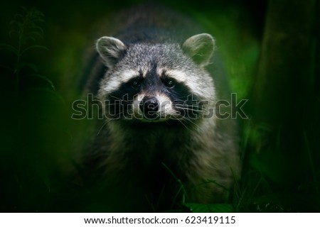 Similar – Die Raccoons Waschbär