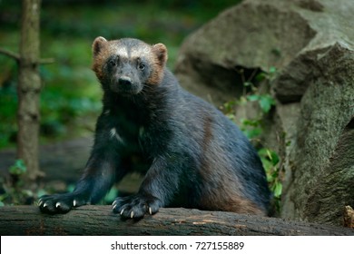 Detail portrait of wild wolverine. Wolverine in Finland tajga. Dangerous animal in the forest. Raptor in the nature.