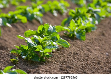 Detail Of Potato Crop Growing In Soil In Farm Field