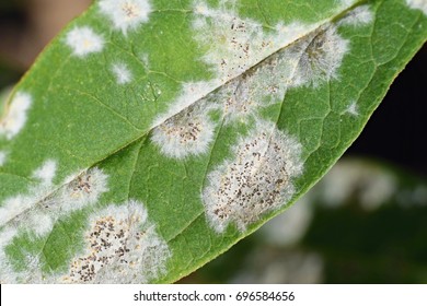 Detail Of Powdery Mildew, Plant Disease