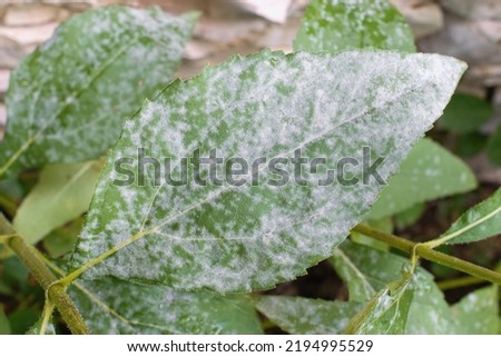 Detail of powdery mildew, plant disease. Affected plant in the garden - False sunflower