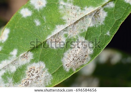 Detail of powdery mildew, plant disease