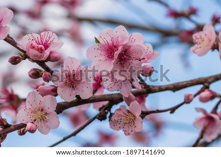 Detail of prunus persica pink flowers blossom in spring