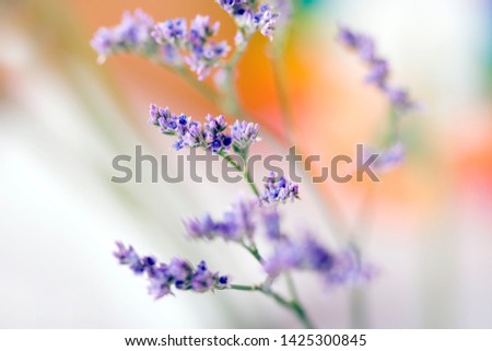 Similar – Lavender, blossom Summer