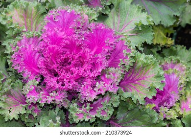 Detail Of Purple Ornamental Kale