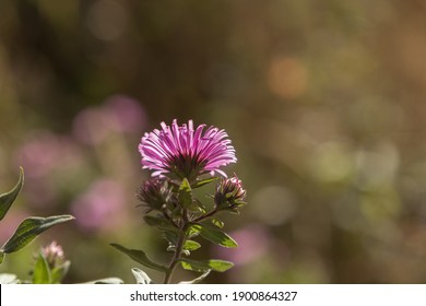 Detail Of Purple Prairie Aster Flower.