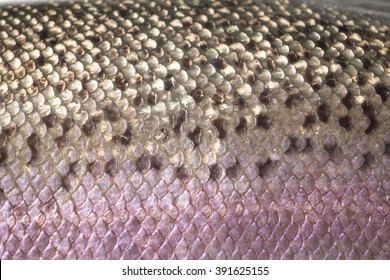 Detail Of  Rainbow Trout Skin With Pink And Brown Scales