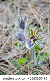 Detail rare and protected spring flower - Pulsatilla ( pasqueflower) in the forest. Close up.