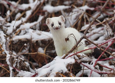 Detail Of A Rare White Weasel In The Forest.