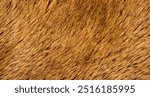 Detail of Real Lion Skin or Fur Texture Background. Lion Fur Textured Backgrounds. Animals Textured Backgrounds