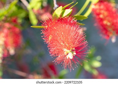 Detail Of Red Blooming Bottlebrush Plant