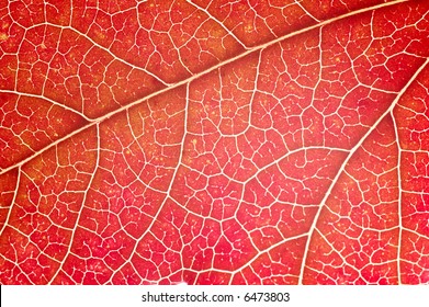 Detail Of Red Maple Leaf (acer Rubrum)