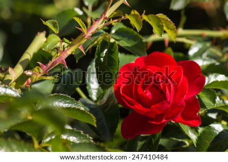 detail of red rose in bloom