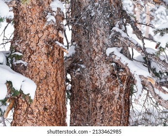 Detail Of Red Spruce Tree Trunks In Winter.