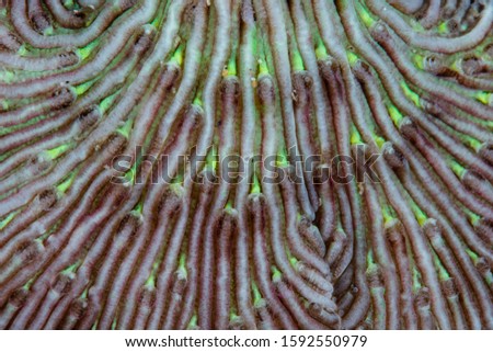 Detail of a reef-building coral, Fungia sp., growing in Lembeh Strait, Indonesia. 
