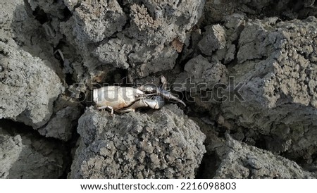 Detail of remains of dead crabs among the parched muddy bottom in a dry lagoon during summer