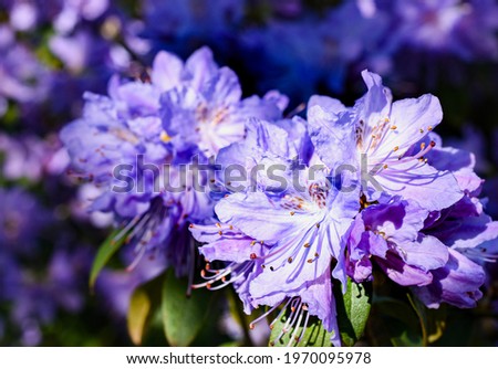 Detail of rhododendron flowers SAPHIRBLAU, violet blue