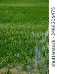 detail of the rice seedlings planted in a waterlogged rice field in the Ebro Delta, in Catalonia, Spain, on a spring day