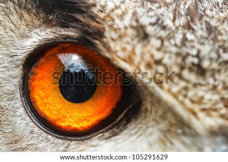 detail right eye owl eagle