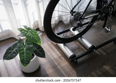 Detail Of Road Bike On Rolling Trainer And Little Plant In Private Space, Indoor Bike Training At Home During Quarantine Period, Concept Of Cardio Exercise For Healthy Heart, Selective Focus