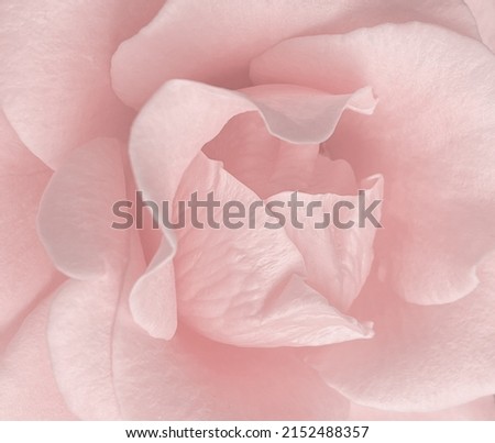 Detail of rose petal pink sweet for background image. Delicate pink rose flower close up, macro detail, flower petals