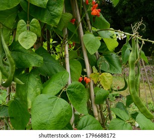 Detail From The Runner Bean Wigwam