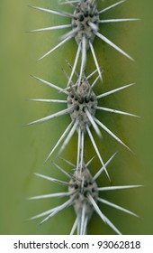 Detail Of Saguaro Cactus Closeup