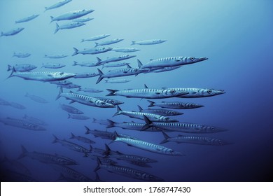 Detail of school of barracuda fish in the Mediterranean sea underwater. Marine fauna of the Mediterranean island of Majorca