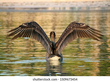 Detail Of Sea Birds Wing Span As Taking Flight