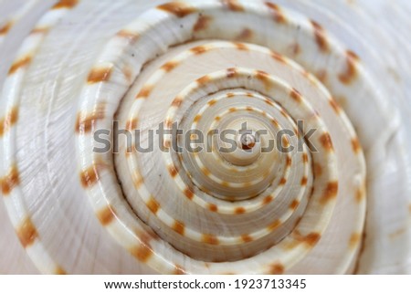 Similar – Image, Stock Photo snail shell Snail