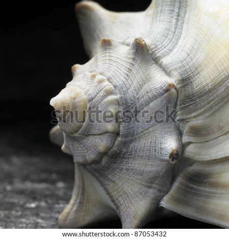 detail of a seashell in dark back Stock foto © 