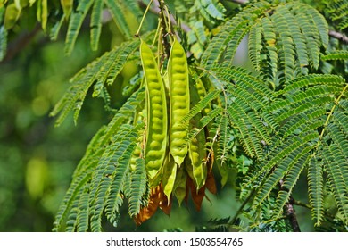 352 Mimosa tree seed pod Images, Stock Photos & Vectors | Shutterstock