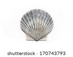 Detail of the shell of an Atlantic bay scallop (Argopecten irradians). This is an edible species of saltwater bivalve that supports a large fishery on the east coast of the United States.