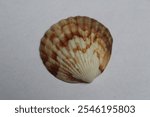 Detail of the shell of an Atlantic bay scallop (Argopecten irradians). This is an edible species of saltwater bivalve that supports a large fishery on the east coast of the United States.
