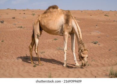 Detail shot of Camelus dromedarius,Arabian, or also dromedary camel feeding on bushes on a hot day in the desert of Wahiba Sands, Oman. Majestic desert animals of Arabia. Nomadic life, nomadic animal.