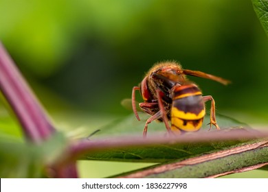 Detail Shot Of European Hornet