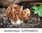 Detail shot of mushroom Gyromitra gigas, commonly known as giants false morel, snow morel, snow false morel, calf brain or bull nose - Czech Republic, Europe