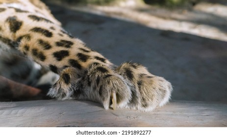 Detail Shot Photo Of Leopard Paw.