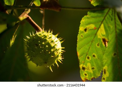 Detail shot of a prickly chestnut on the tree