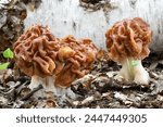 Detail shot of three Gyromitra gigas mushrooms, commonly known as giants false morel, snow morel, snow false morel, calf brain or bull nose - Czech Republic, Europe