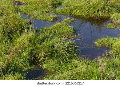 Detail Shot Of Wet Meadow