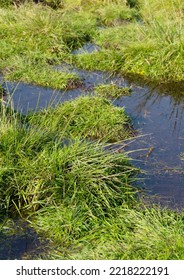 Detail Shot Of Wet Meadow In Portrait Format