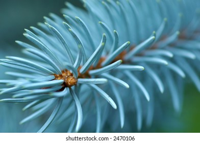 Detail Of Siberian Silver Spruce