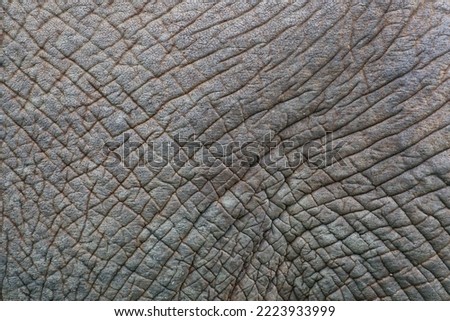 Detail of the skin of an African elephant