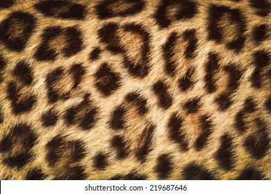 detail  skin  of  leopard; leopard texture