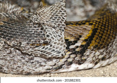 Detail Of A Snake Changing Skin